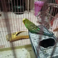 مرغ عشق نر سبز