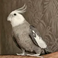 سه عدد عروس هلندی