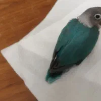 گمشده
