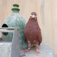 کفتر سورخ کاکلی نر ماده تیر دم سیاه|پرنده|قم, حاج زینل|دیوار
