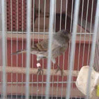 گلبسر قناری