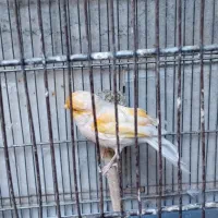 قناری نر موزاییکی|پرنده|ری, دیلمان|دیوار