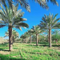 پا ام نخل ساری فنیکس ساری|خدمات باغبانی و درختکاری|ساری, |دیوار