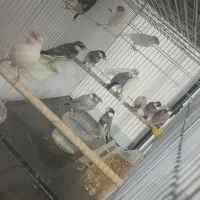 فنچ شکلاتی معاوضه سهره قناری گلبسر