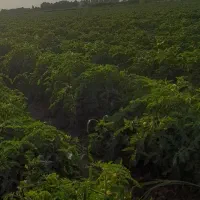 اجاره زمین کشاورزی ابی|اجارهٔ دفتر صنعتی، کشاورزی، تجاری|پارس‌آباد, |دیوار