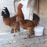 مرغ و خروس جوان