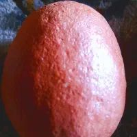 سنگ توپی قرمز