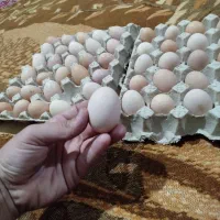 تخم مرغ نطفه دار محلی