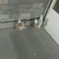 پرنده|پرنده|تایباد, |دیوار