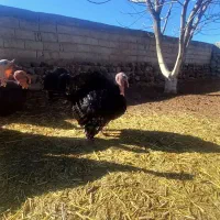 بو قلمون نر