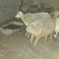 میش وبره|عمده‌فروشی|انابد, |دیوار