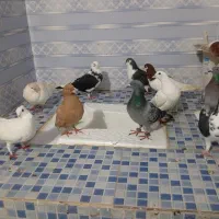 کفتر|پرنده|تربت‌حیدریه, حاجی یار‎|دیوار