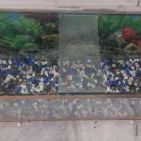 اکواریوم|ماهی|زاهدان, |دیوار