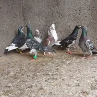 کفتر صید المانی هفترنگ دمسفید