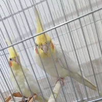 پول لازم|پرنده|گله دار, |دیوار