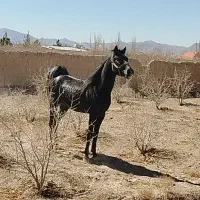 اسب|اسب و تجهیزات اسب‌سواری|شهرضا, |دیوار