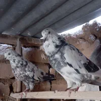 کفتر|پرنده|قم, شاه سید علی|دیوار