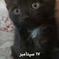 بچه گربه چهارماهه واگذاری رایگان