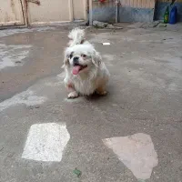 سگ بازیگوش