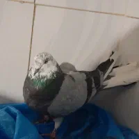 فروش ۴ عدد کبوتر|پرنده|خرمدره, |دیوار