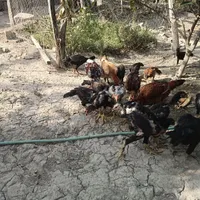 جوجه چابهاری