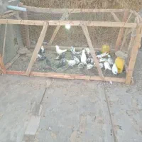 کبوتر پرشی|پرنده|چاراویماق, |دیوار