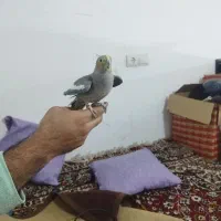 عروس هلندی سینامون فروش فوری