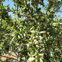 نهال،نهال بادام،بادام تونو،انواع بادام