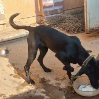 پیتبول آمریکایی ۸ ماهه|سگ|شوشتر, |دیوار