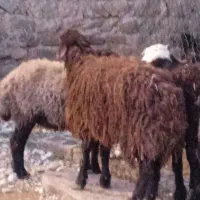 بره های نرو ماده