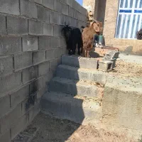 میش بز|حیوانات مزرعه|شیراز, گویم|دیوار
