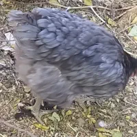 تخم مرغ نطفه دار بومی لری گلین|حیوانات مزرعه|شهرضا, |دیوار