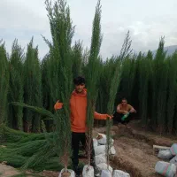 سرو ناز شیراز تک و عمده