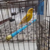 قناری نر|پرنده|پردیس, فاز ۸|دیوار