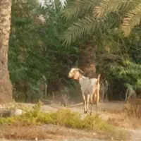 سه عدد کهر