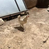 مرغ طوسی بدون غلط ریش چهلتاج