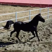 اسب دوسر عرب نر