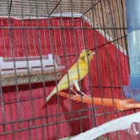 قناری نر سرخ|پرنده|تربتحیدریه, طالقانی|دیوار