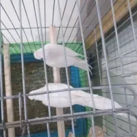 عروس هلندی|پرنده|سرپل ذهاب, |دیوار