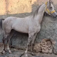 مادیون ونریون کره تاج|اسب و تجهیزات اسب‌سواری|یزد, |دیوار
