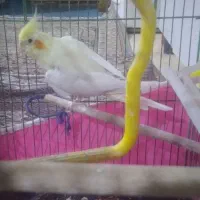 جوجه عروس نر