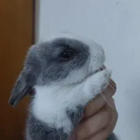 واگذاری بچه خرگوش