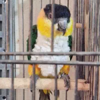 طوطی کایک نر پنج ساله|پرنده|تهران, جیحون|دیوار