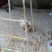 پاکوتا روباهی دوساله بسیار تیز و بازیگوش|سگ|مراغه, |دیوار