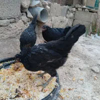 مرغ خروس
