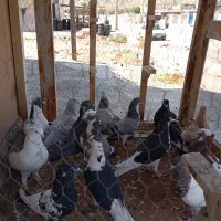 دسته کفتری|پرنده|شیراز, کیان آباد|دیوار
