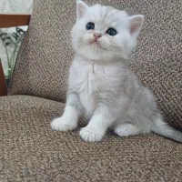 گربه های بریتیش سیلور وکاراملی