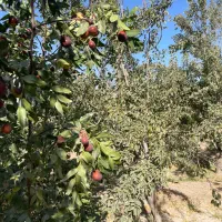 باغ و ویلا|فروش خانه و ویلا|گوگان, |دیوار