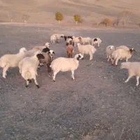 بره‌نر