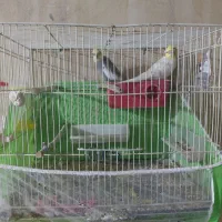 مرغ عشق
